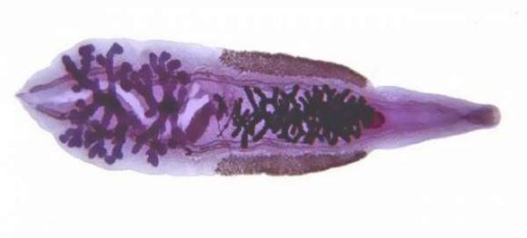 Colpo di fortuna siberiano