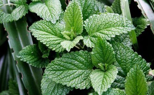 menta piperita per i parassiti